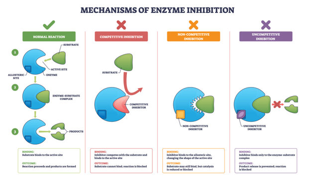 Inhibition diagram shows how enzymes are blocked by inhibitors, comparing competitive, noncompetitive, and uncompetitive modes, key objects, enzyme, substrate, inhibitor. Outline diagram