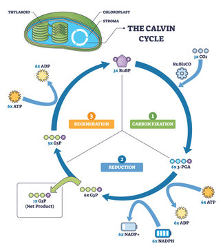 Calvin cycle brief outline shows carbon fixation, reduction, and regeneration in a circular path, highlighting chloroplast inset, RuBisCO with CO2, and ATP-NADPH flow. Outline diagram