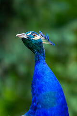 Obraz premium Vertical portrait of an Indian peacock with brilliant blue plumage standing proudly against a blurred green background offering natural copy space for text