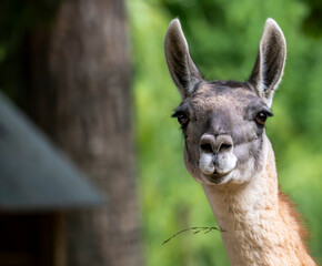 Fototapeta premium Portrait of a curious llama looking directly toward the camera in a peaceful natural setting with soft green background and subtle copy space for text