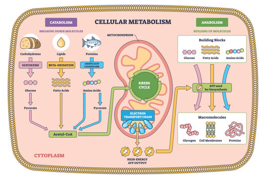 Cellular metabolism brief diagram shows mitochondrion with Krebs cycle and electron transport chain, tracing ATP flow between catabolism and anabolism. Outline diagram