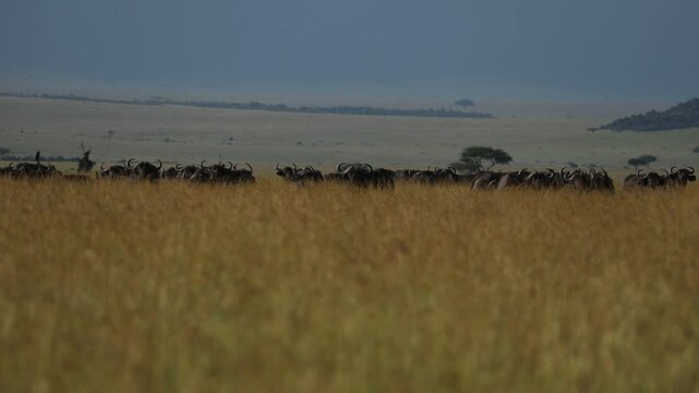Buffalos on the grasslands in Lamai Serengeti safari big 5