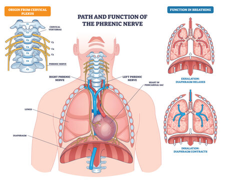 Phrenic nerve path and function shown from cervical roots to diaphragm, illustrating breathing mechanics, key elements, phrenic nerve, diaphragm, lungs. Outline diagram