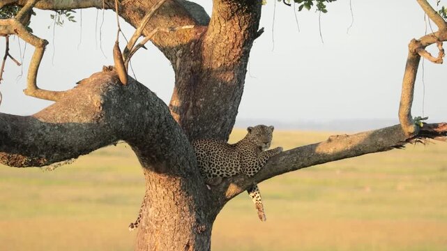 Leopard Relaxing in the Fork of a Tree in Lamai, Serengeti National Park, Tanzania African Wildlife Safari