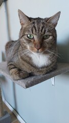 cat on the table © Morozova Viktoriia 