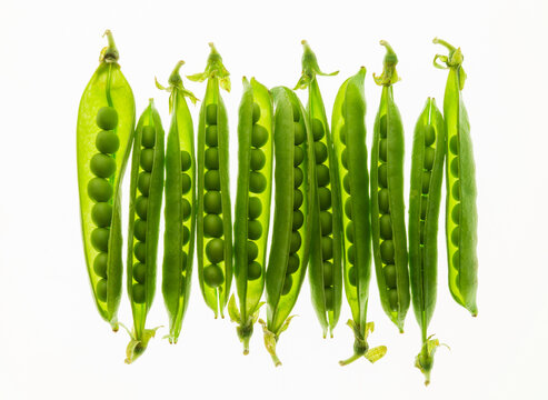 Green open peas in a pod with backlight isolated on white background close up