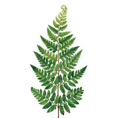 Obraz premium Green fern leaf illustration. Watercolor botanical art. Natural forest plant.