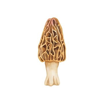 Morel mushroom illustration. Hand painted watercolor fungi. Organic food art.