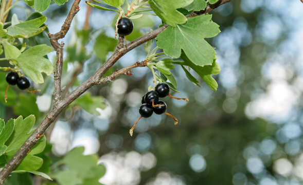 Black Currant Berries on Branch