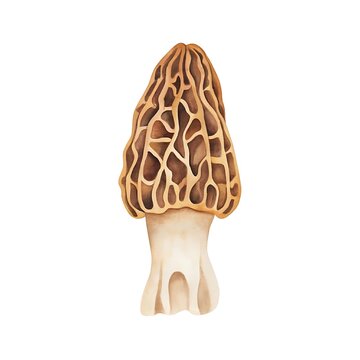 Morel mushroom illustration. Hand painted watercolor fungi. Organic food art.