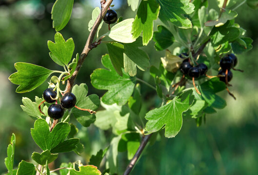 Ripe Blackcurrant Berries on a Branch in Natural Light