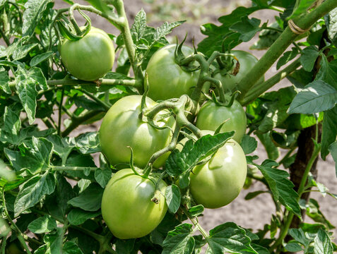Cluster of Unripe Green Tomatoes Growing on the Vine in a Vegetable Garden