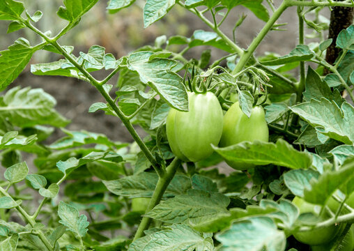 Unripe Roma Tomatoes Growing on the Vine in a Home Garden