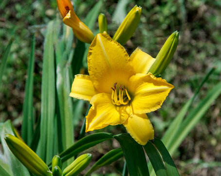 Yellow Daylily (Hemerocallis) Blooming in a Summer Garden Close-Up