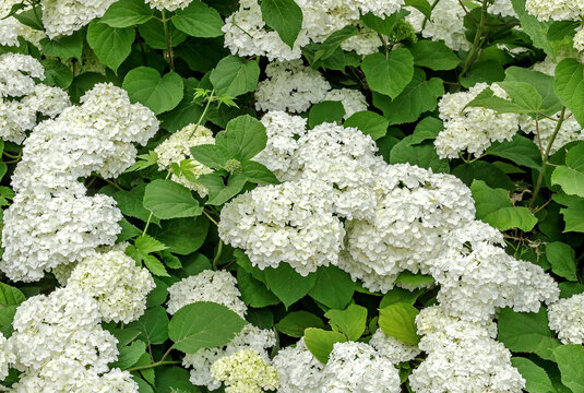 White Hydrangea Flowers Blooming in Lush Garden &ndash; Floral Background