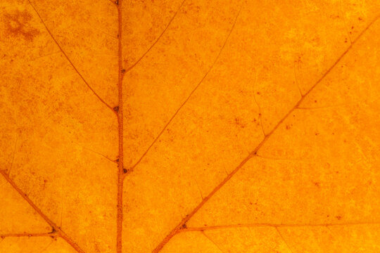natural autumnal backdrop: close up of maple tree leaf texture