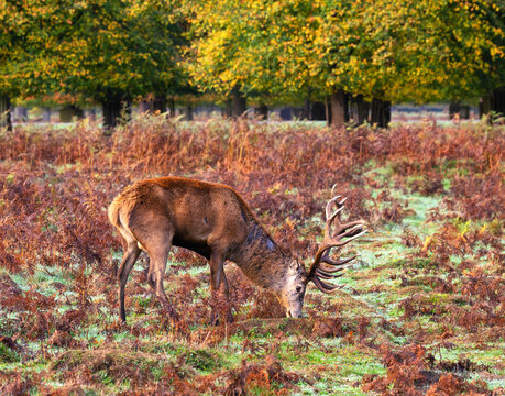 Red deer stag grazes on grass in Bushy Park during autumn in London, United Kingdom