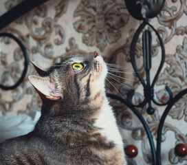 Close up profile portrait of a beautiful tabby cat with big expressive yellow eyes looking sideways with a dark background. © Вита Курило