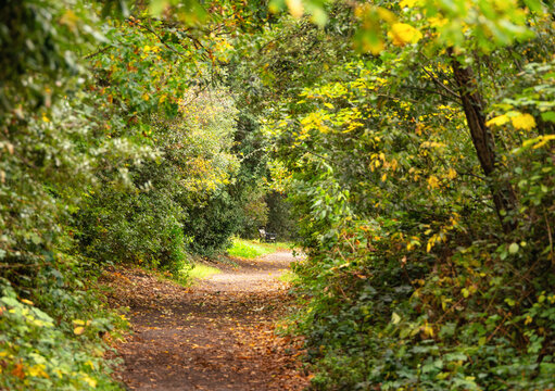 Exploring a tree tunnel along a pathway in Kingston upon Thames during autumn in London