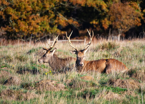 Red deer stags resting on grass in Richmond Park with trees in the background during a sunny day in London