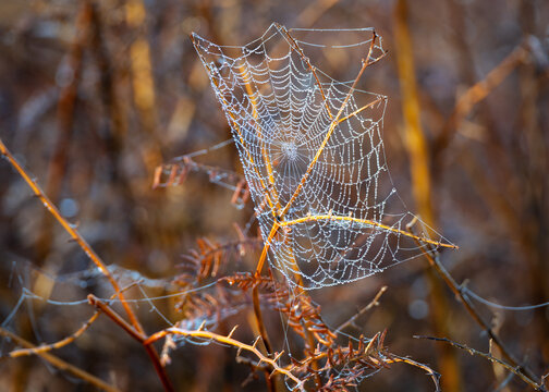 Close up view of a spider web adorned with dew drops on a misty morning in Richmond Park