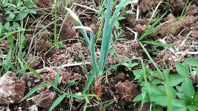 Medium eye level view showing a scallion plant with green shoots swaying actively over rough loose soil.