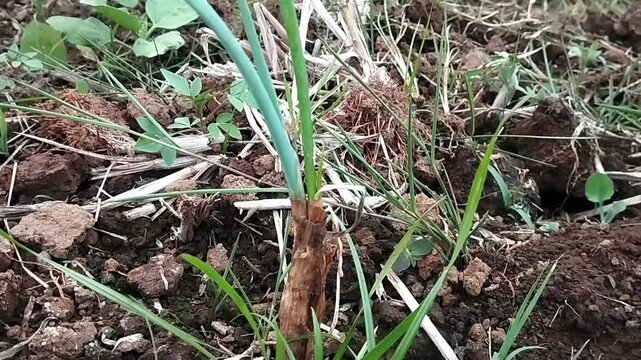 Medium eye level shot of a scallion crop surrounded by wild green grass shaking gently under natural lighting.