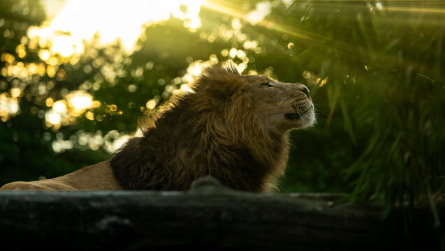 Majestic African lion raising its head toward the evening sun beneath golden rays, creating an inspiring wildlife image with abundant copy space