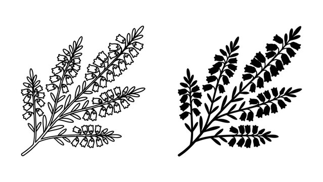 Botanical Sketch of a Heath Branch: A delicate illustration of a heath plant branch in two styles: one in black and white outline, the other in silhouette.