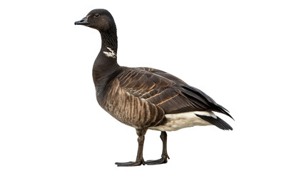 Canada goose standing in full body side profile view isolated on transparent background © novik-png