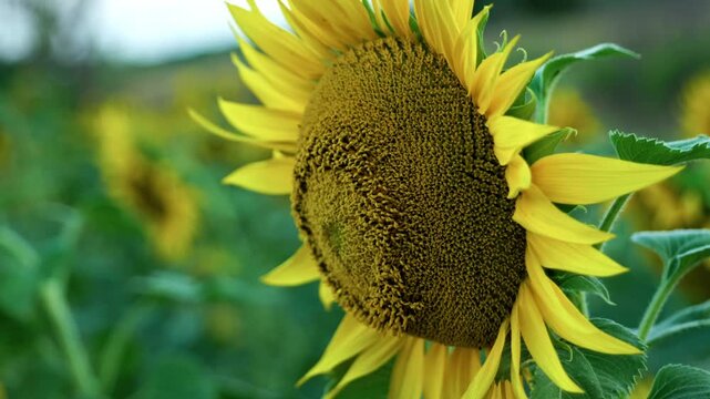Macro shot of bright yellow sunflower petals. High texture details with soft green bokeh background.