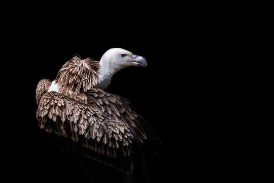 A Ruppell's griffon vulture, Gyps rueppelli, on black background. A large bird of prey endemic to the Sahel region of Africa, and the highest flying bird in the world. Critically Endangered species.