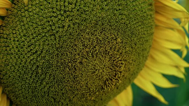 Macro shot of bright yellow sunflower petals. High texture details with soft green bokeh background.