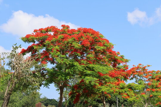 Royal Poinciana or Flamboyant tree in the garden