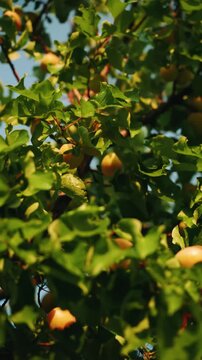 Apricot tree with ripe fruits