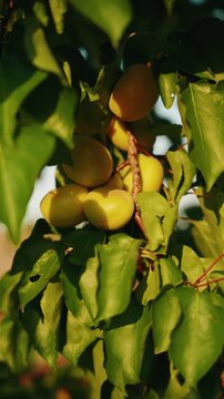 Ripe apricots growing on a tree branch in golden evening sunlight