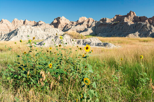 Wild sunflowers grow among mixed-grass prairie under eroded buttes along Badlands Loop Road in South Dakota