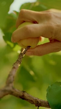 Woman hand is picking apricot from tree