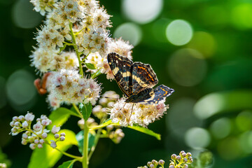 Summer macro of a dark map butterfly resting on white spirea flowers with beautiful bokeh background © Stanislav