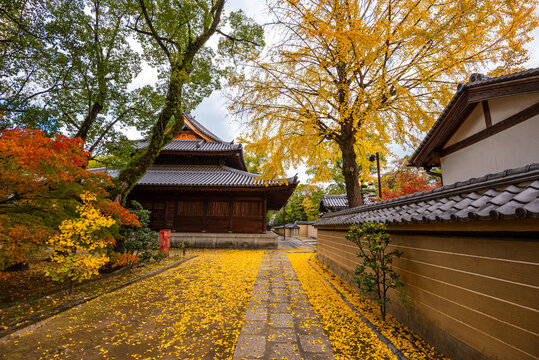Golden ginkgo leaves cover the path at Shofukuji Temple during autumn season in Fukuoka Japan