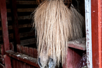 Horse with long mane on a farm in the barn © Terje Sollie