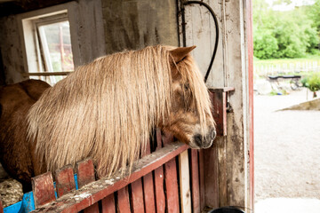 Horse with long mane on a farm in the barn © Terje Sollie