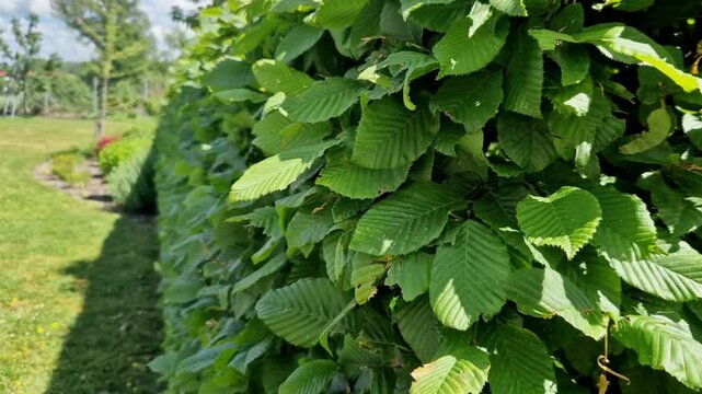 After trimming the hedge, the gardener checks if everything is straight and tidy. If any branches stick out, they are shortened. Paid maintenance of greenery in family gardens, hornbeam green hedge in