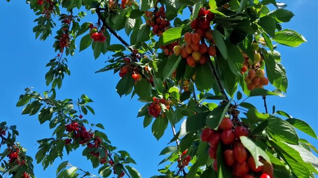 cherry tree loaded with ripe red cherries and some ripening yellow-red ones set against bright blue sky.​Clusters of sweet or sour cherries ranging from blush yellow to deep ruby red.
​Foliage: Vibran