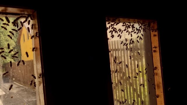 swarm of bees or wasps trapped on window panes indoors, act safely and deliberately without provoking them.Safety Action ​avoid swatting: Flapping arms or crushing them releases alarm pheromones, whic