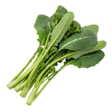 Fresh green leafy vegetable bunch on white background