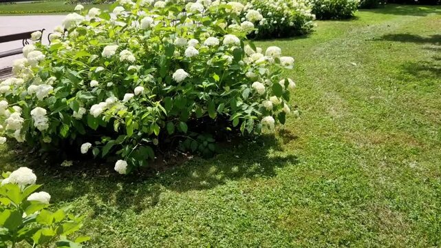 prominent shrubs behind benches feature large, rounded clusters of white flowers Hydrangea ​Benches Classic outdoor park benches with dark wooden slats and ornate black wrought-iron armrests frames