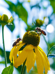 honey bees collecting nectar and pollen on a yellow coneflower in a sunny summer garden. Close-up of natural pollination with soft background and vibrant colors. © Vera Kuttelvaserova