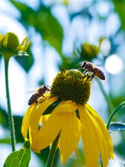 honey bees collecting nectar and pollen on a yellow coneflower in a sunny summer garden. Close-up of natural pollination with soft background and vibrant colors. © Vera Kuttelvaserova