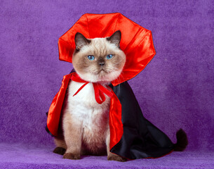 Plakat Funny cat in a black and red cloak. An adorable Color Point British Shorthair cat in a Halloween costume sits on a violet blanket. Halloween concept